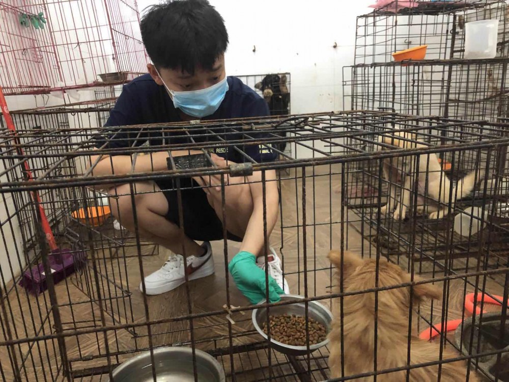 A large number of dogs were rescued from the meat dog dealers